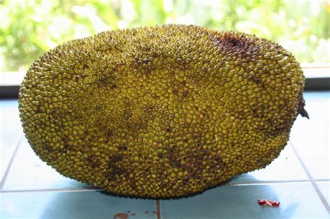 Most fruits and vegetables in the supermarket are chosen for quality and appearance. Plates for Plants: Top Ten Exotic Fruit of Costa Rica