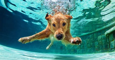 10 Tips For Teaching Your Dog To Swim Or At Least To Stay Afloat