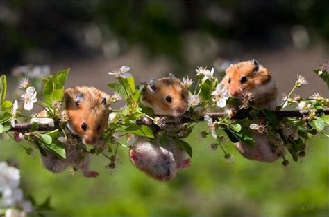 Hamsters And Flowers 16 Pics