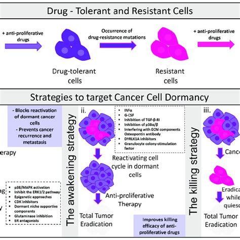 Strategies To Target Cancer Cell Dormancy A Dormancy Is Identified