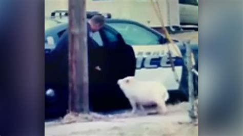 Ohio Police Officer Helps Lure Runaway Pig Into Car With Pizza Fox