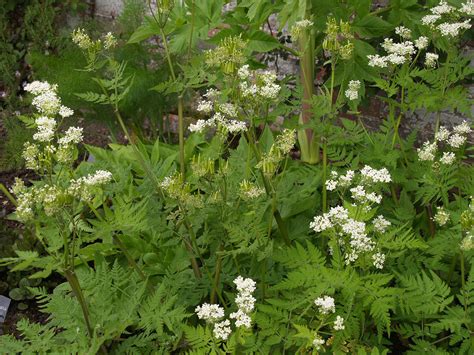 We're sweet garden, a special circle for original music! Myrrhis odorata ~ Sweet Cicely | Auntie Dogma's Garden Spot