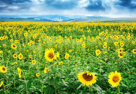 Beautiful Bright Yellow Flower In A Field Of Sunflowers Stock Photo