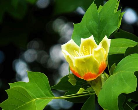How To Grow A Tulip Poplar Tree Birds And Blooms