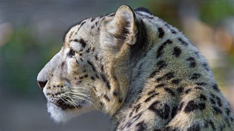 Download Snow Leopard Face Profile Hd Wallpaper For 1920 X 1080