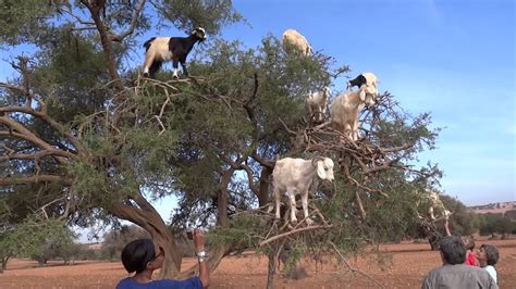 Listen to year of the goat | soundcloud is an audio platform that lets you listen to what you love and share the sounds you create. goats stand on the Argan tree - YouTube