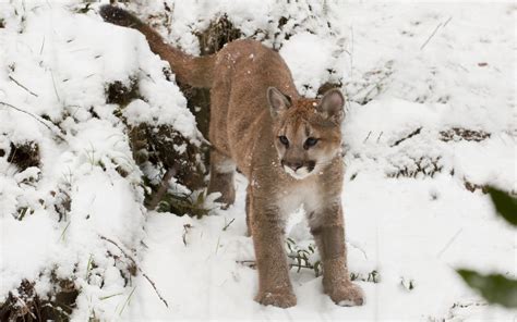 hình nền tuyết mùa đông Động vật hoang dã đứa bé chó sói puma cougar thời tiết mùa