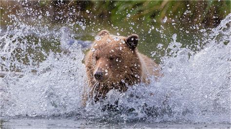 Kodiak Bears Flickr