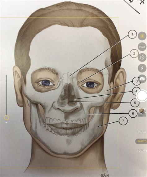 Facial Bones Anterior View Diagram Quizlet