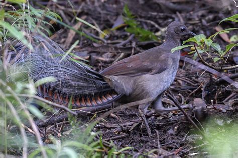 A Male Superb Lyrebird In The Morwell National Parkauss Flickr