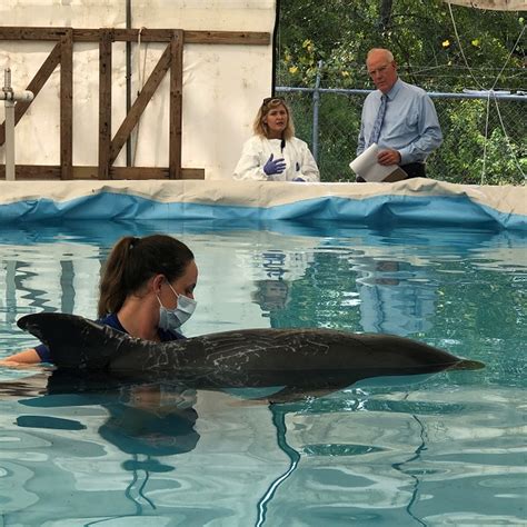 Marine Mammal Rescue And Rehabilitation Institute For Marine Mammal