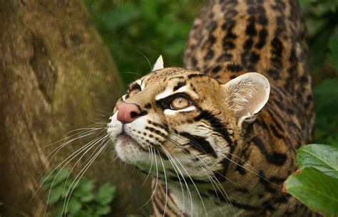 Смотреть что такое leopardus colocolo в других словарях leopardus colocolo — pampaskatze pampaskatze (leopardus colocolo) systematik ordnung: Leopardus (Felis) colocolo