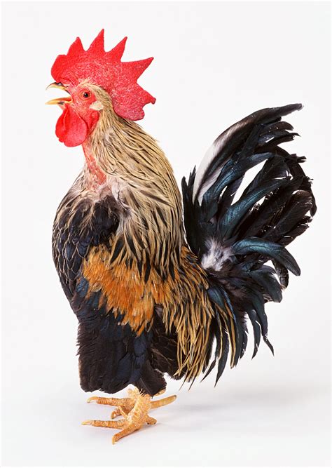 Karakteristik fisik ayam, habitat dan makanan ayam, manfaat ayam bagi manusia 21 Gambar Ayam Stock Photo High Resolution