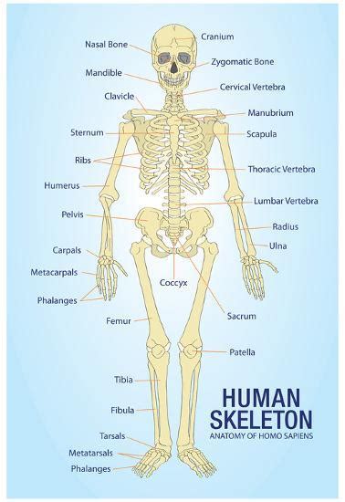 Human skeleton, the internal skeleton that serves as a framework for the body. 'Human Skeleton Anatomy Anatomical Chart Poster Print ...