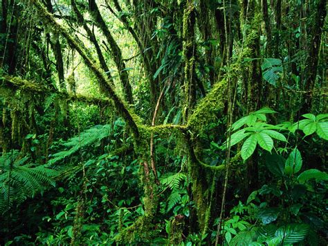 Tropical Rainforest - Dreams Destinations