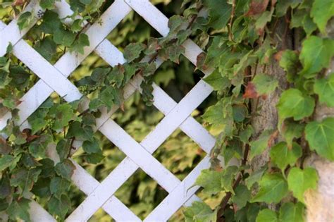 Ivy And Trellis Free Stock Photo Public Domain Pictures