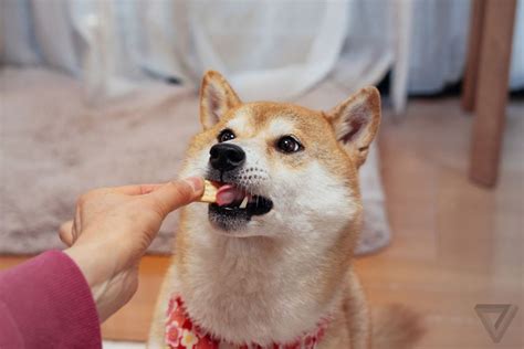 Petmatch Helps You Find Your Own Doge The Verge