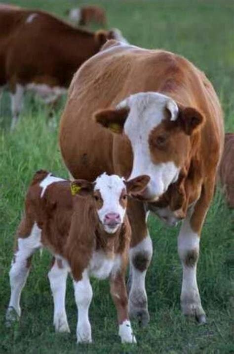 I Love Cows Animal Magnetism Pinterest