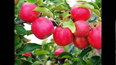 Kashmir Apple In Tree Apple Garden In Kashmir Youtube