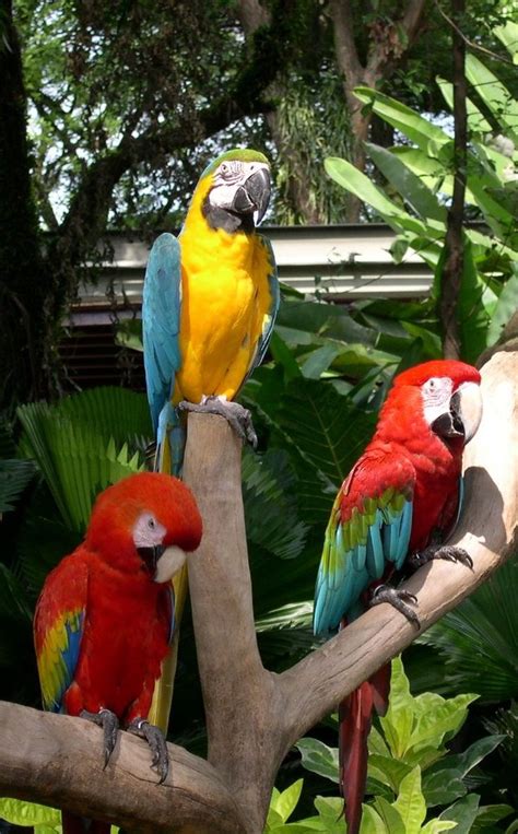Parrots At Singapore Zoo Singapore Zoo Parrot Animals