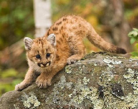 New Baby Puma Born In Berlin Zoo Baby Animal Zoo