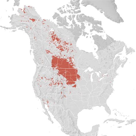 Canvasback Range Map Breeding Ebird Status And Trends
