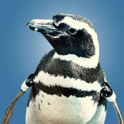 Aquarium Of The Pacific June Keyes Penguin Habitat Whatever