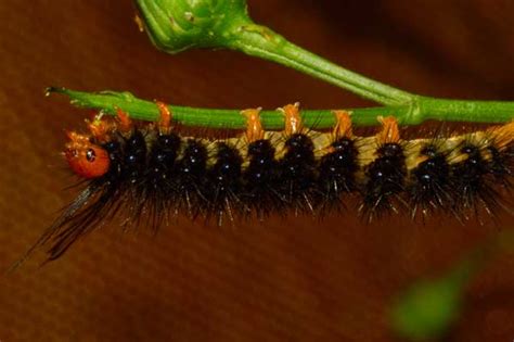 Catarpıllar cat950h loder su hattı dolğu sergisi yapıyor. What's that new black caterpillar? — Maui Invasive Species ...