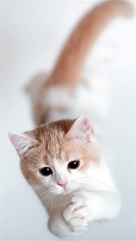 We did not find results for: Cat Phone Cute Wallpapers - Wallpaper Cave