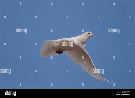 Pigeon In Flight Close Up Stock Photo Alamy