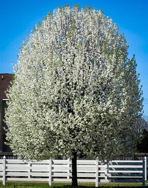 Flowering Pear Tree Arizona White Flowers Of Evergreen Pear Tree