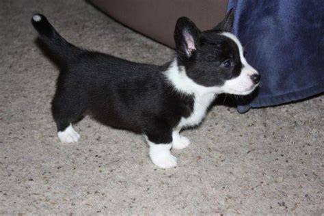 It is located 27 miles north of california in what was once a volcanic flow. Cardigan Welsh Corgi puppies for Sale in Medford, Oregon ...