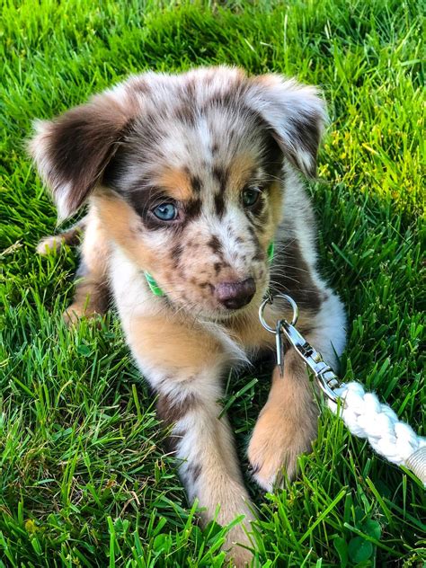 We actively show our dogs in conformation shows in akc, asca, and ukc. Instagram: @coronatheaussie Red Merle Australian Shepherd ...