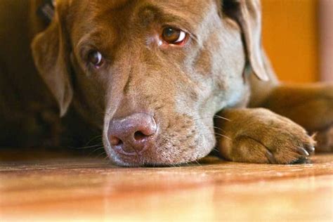 Great Ways To Deal With Dog Depression Pets Grooming Prices