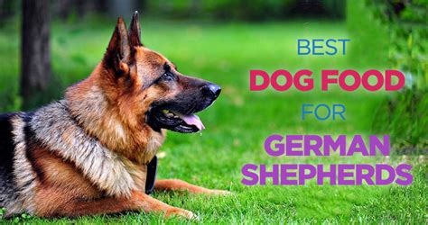 Best food for german shepherd to gain weight. Best Dog Food for German Shepherds: A Nutritionally ...