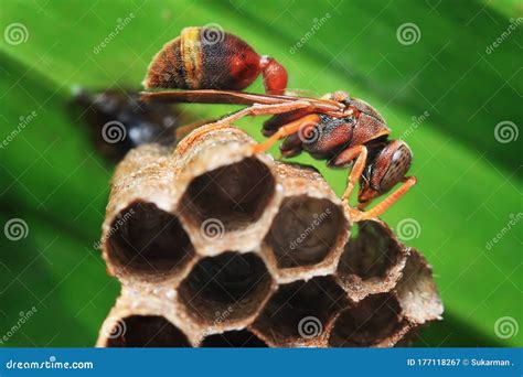 Macro Shot Of Brown Wasp On The Nest Stock Image Image Of Danger