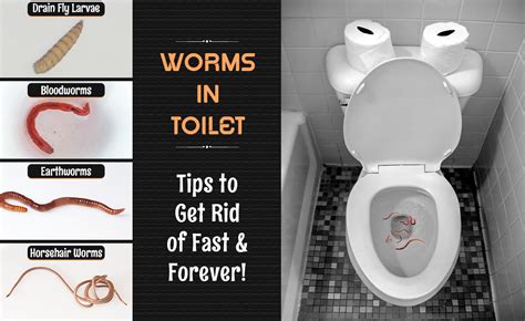 How To Get Rid Of Worms In The Toilet Quick And Simple Tips
