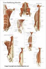 Lower Core Muscles Images