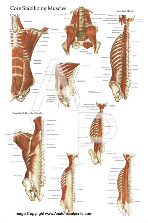 The back's muscles start at the top of the back (named the cervical vertebrae) and go to the tailbone (also named the coccyx). Deep and Core Stabilizing Muscle Poster