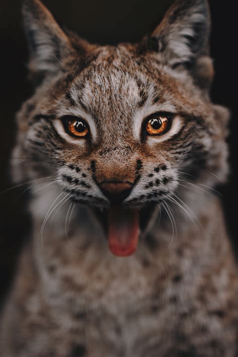 500 Lynx Pictures Hd Download Free Images On Unsplash