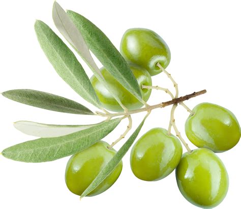 Olive Png