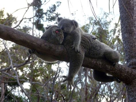 Koala Mum And Baby Project Noah