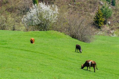 Grazing Cows On A Mountain Green Pasture Stock Image Image Of Copy