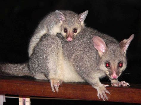 bushtail possum from new zealand australia some believe that possums and opossums are both th