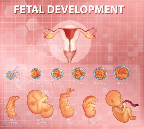 Stages Human Embryonic Development Stock Image VectorGrove Royalty
