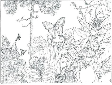 Free Rainforest Coloring Pages At Free Printable