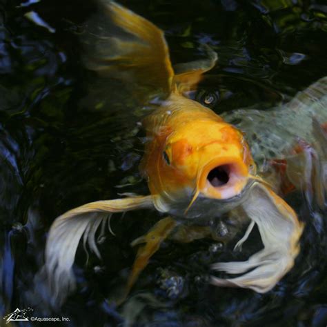 What Differentiates Show Koi From Pet Koi Aqualife Ponds