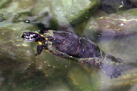 Learn About Nature Jamaican Slider Turtle Learn About Nature