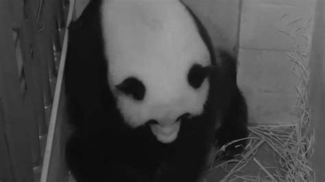 Giant Panda Mei Xiang Gives Birth To Second Cub At National Zoo Cnn
