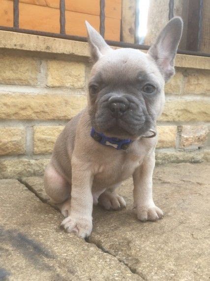Find french bulldog puppies and dogs for adoption today! French Bulldog Puppies For Sale | Houston, TX #192641